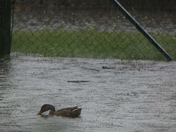 Canard colvert  - Magali Hivert