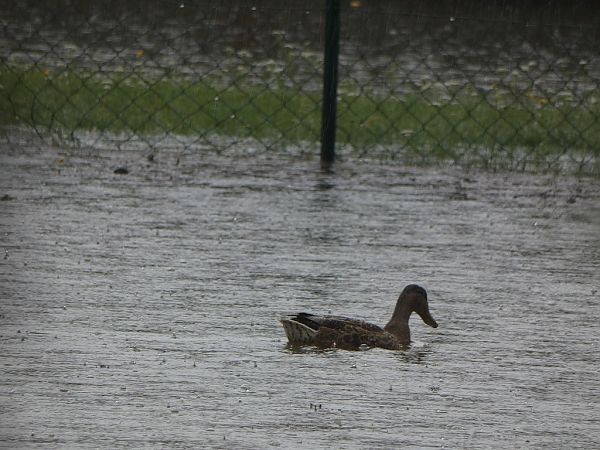 Canard colvert  - Magali Hivert