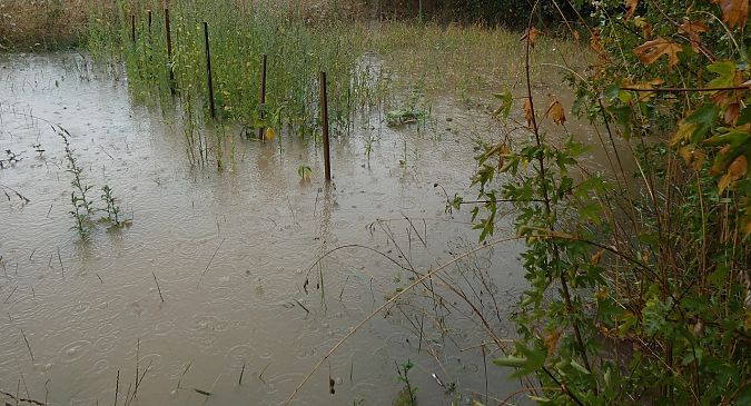 Canard colvert  - Magali Hivert