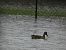 Canard colvert  - Magali Hivert