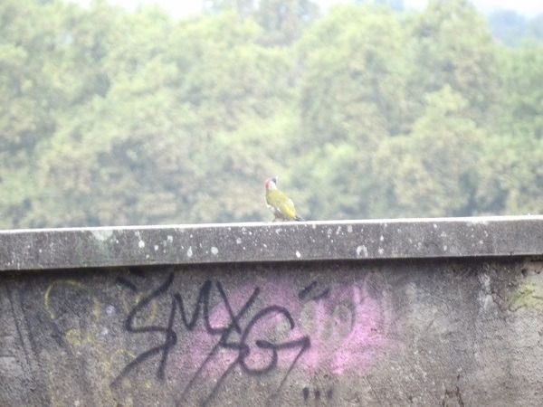 Pic vert  - Xavier Terrassier
