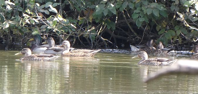 Canard colvert  - Magali Hivert