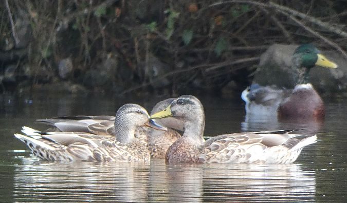 Canard colvert  - Magali Hivert