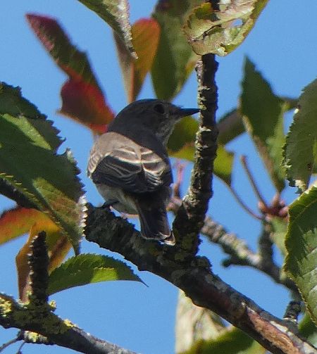 Gobemouche gris  - Magali Hivert