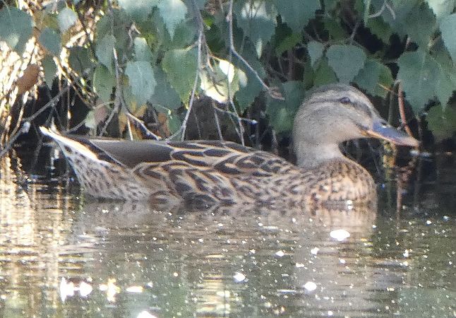 Canard colvert  - Magali Hivert