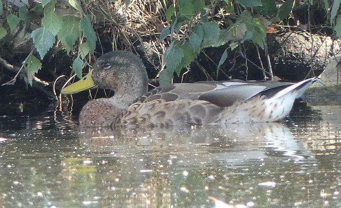 Canard colvert  - Magali Hivert