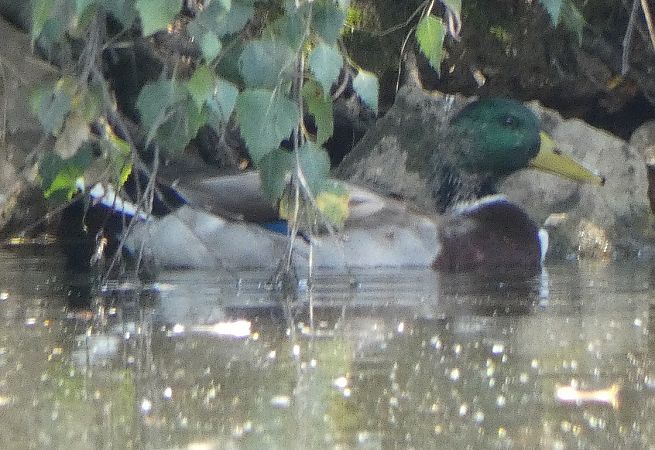 Canard colvert  - Magali Hivert