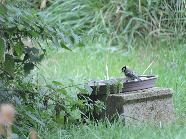 Mésange charbonnière  - Galland Odile