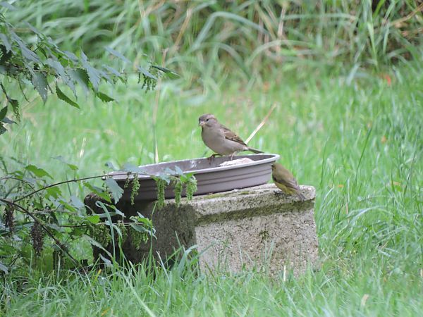 Moineau domestique  - Galland Odile