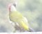 Pic vert (Picus viridis) © Xavier Terrassier