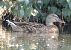 Canard colvert  - Magali Hivert