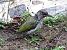 Pic vert (Picus viridis) © Jacques Quinet