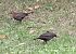 Merle noir (Turdus merula) © Jacques Quinet