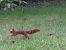 Ecureuil roux (Sciurus vulgaris) © Charles-Alexis Diacon