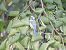 Mésange bleue (Cyanistes caeruleus) © Galland Odile