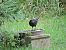 Merle noir (Turdus merula) © Galland Odile