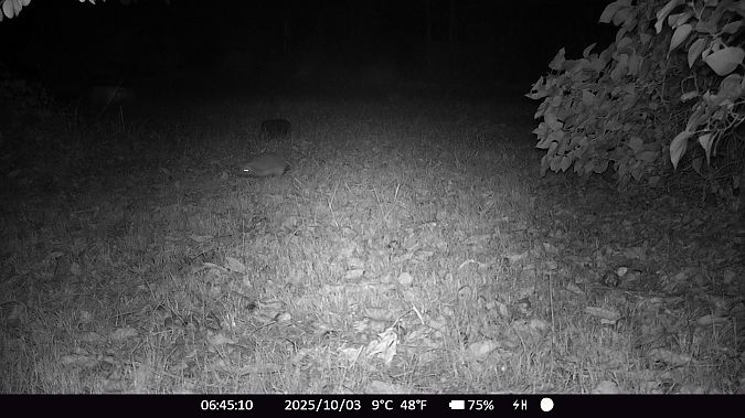 Hérisson d'Europe  - Xavier Grevet