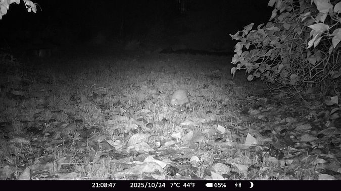 Hérisson d'Europe  - Xavier Grevet