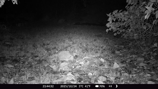 Hérisson d'Europe  - Xavier Grevet