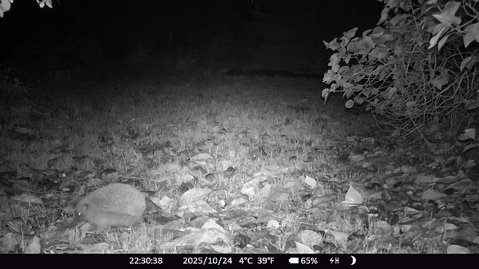 Hérisson d'Europe  - Xavier Grevet