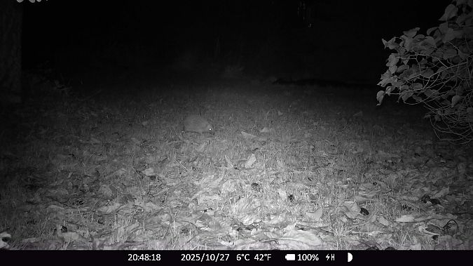 Hérisson d'Europe  - Xavier Grevet