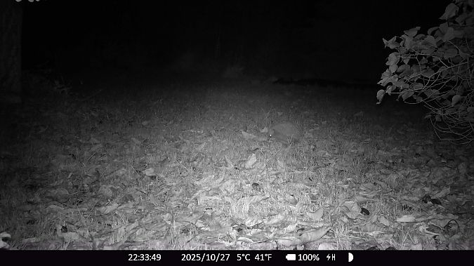 Hérisson d'Europe  - Xavier Grevet