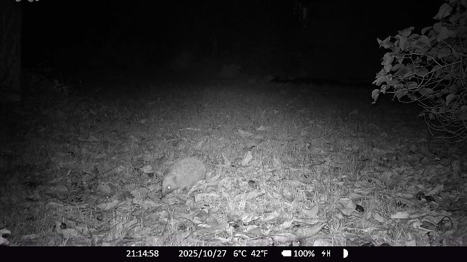 Hérisson d'Europe  - Xavier Grevet