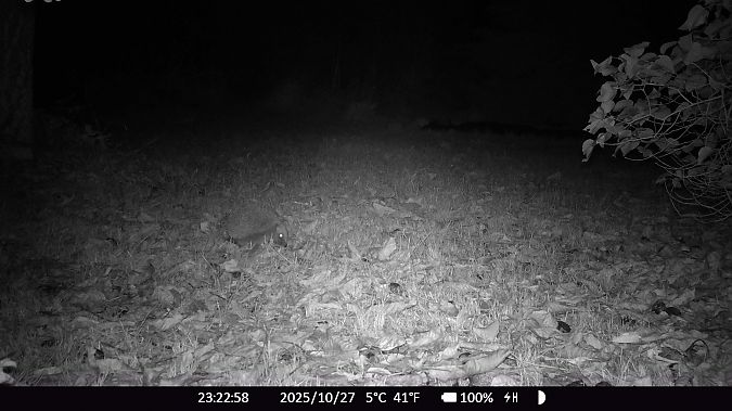 Hérisson d'Europe  - Xavier Grevet