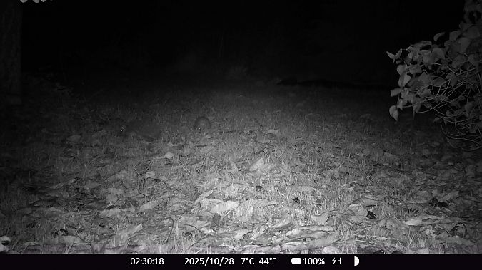 Hérisson d'Europe  - Xavier Grevet