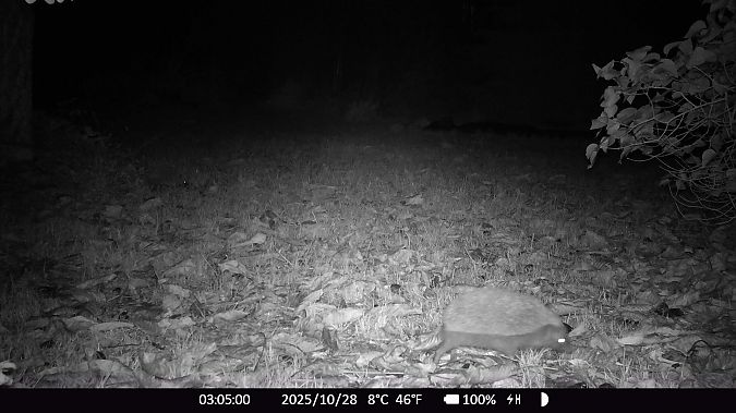 Hérisson d'Europe  - Xavier Grevet