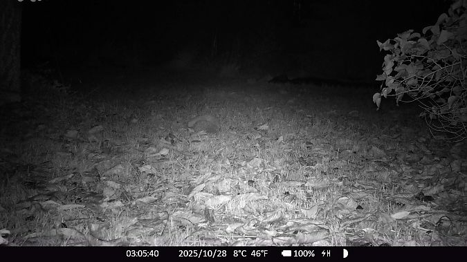 Hérisson d'Europe  - Xavier Grevet