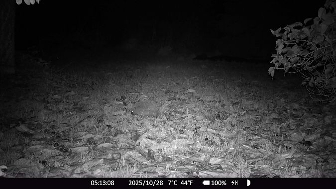 Hérisson d'Europe  - Xavier Grevet