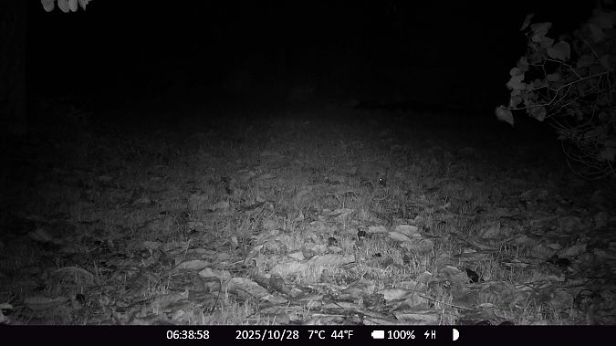 Hérisson d'Europe  - Xavier Grevet