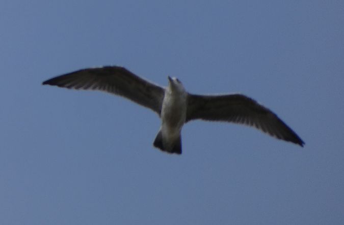 Goéland leucophée  - Magali Hivert