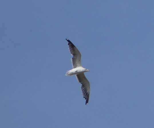 Goéland leucophée  - Magali Hivert