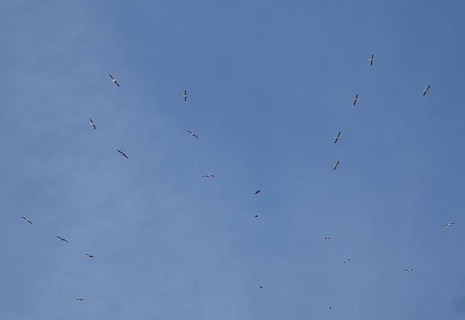 Goéland leucophée  - Magali Hivert