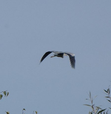 Héron cendré  - Magali Hivert