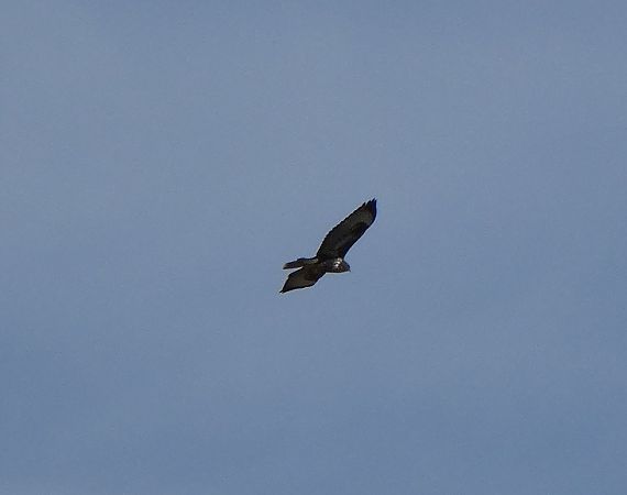 Buse variable  - Magali Hivert