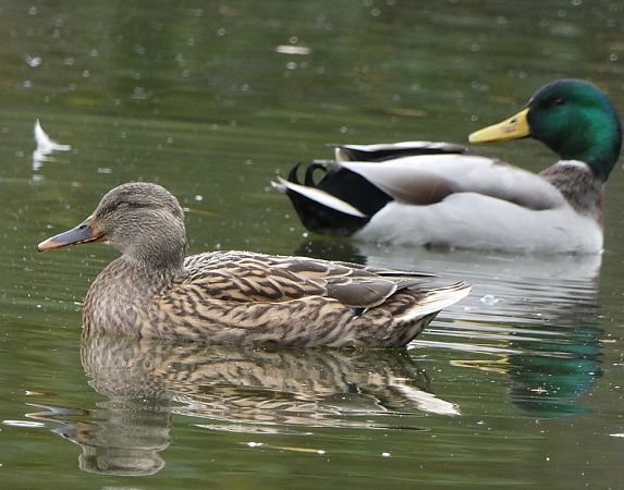 Canard colvert  - Magali Hivert