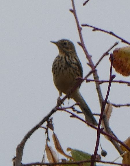 Pipit farlouse  - Magali Hivert