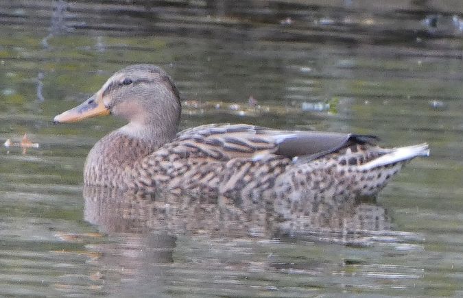 Canard colvert  - Magali Hivert