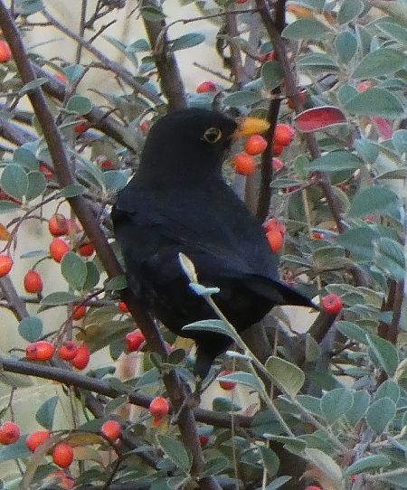 Merle noir  - Magali Hivert