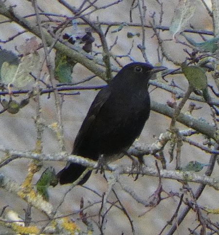 Merle noir  - Magali Hivert