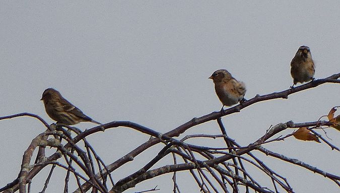Sizerin flammé (ssp. flammea)  - Magali Hivert