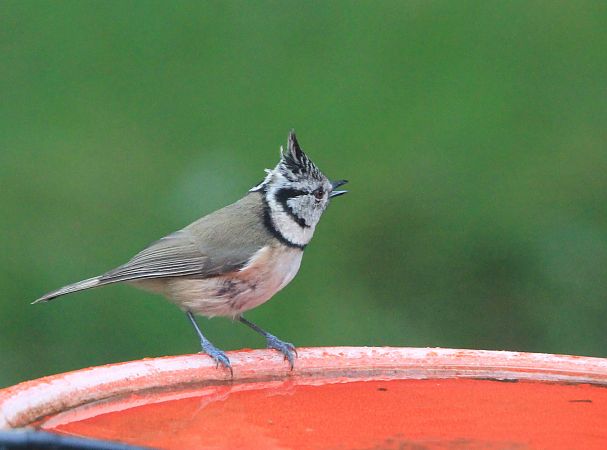 Mésange huppée  - François Aubert