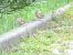 Pinson des arbres (Fringilla coelebs) © Frere Baptiste