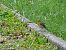 Rougegorge familier (Erithacus rubecula) © Frere Baptiste