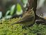 Pouillot véloce (Phylloscopus collybita) © Marylise Guilbert