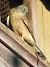 Faucon crécerelle (Falco tinnunculus) © Xavier Terrassier