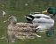 Canard colvert (Anas platyrhynchos) © Magali Hivert